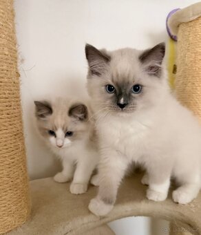 Ragdoll koťátka s PP - 3