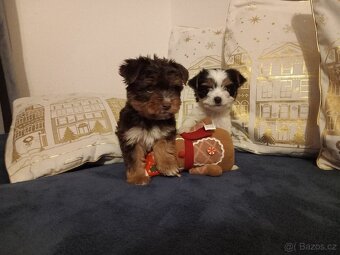 Jorkšír ,Jorkšírský teriér, Yorkšír - 3