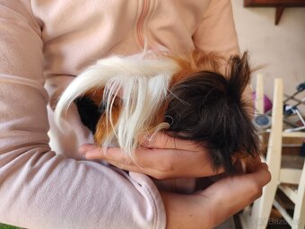 Morče/ Morčátka - 3