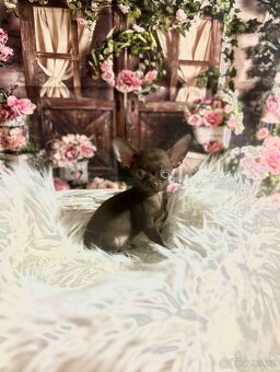 Čivava s PP -čoko chlapeček - 3