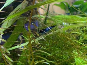 Krevetka Blue Dream - 3