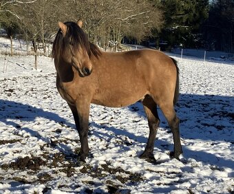 Připouštění Lusitano hřebcem - 3