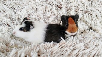 Morčata, Morče, morčátko - ARTHUR a ALVIN - 3