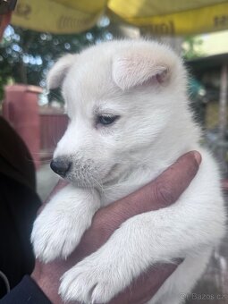 Prodám stěně korejský jindo - 3