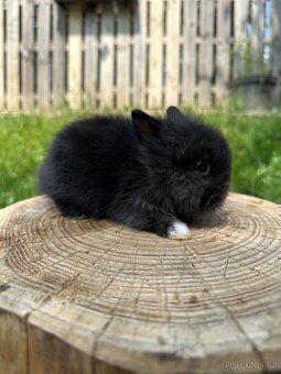 Teddy - zakrslý králíčci - 3