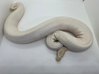 Krajta královská (Python regius) - 3