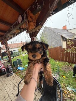 Prodej malých štěňátek - 3