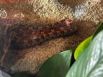 Užovka červená samec - včetně terária - 3