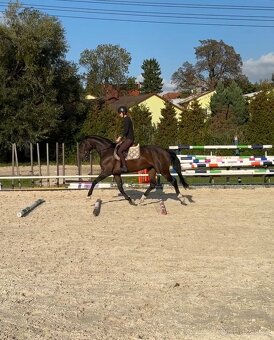 Charakterní klisna do sportu nebo jako luxusní hobby kůň - 3