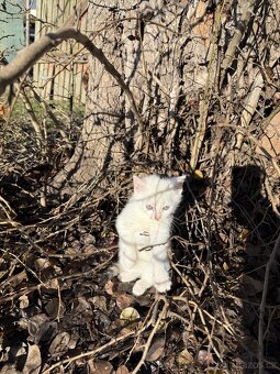 Kotě - Dobříš - 3