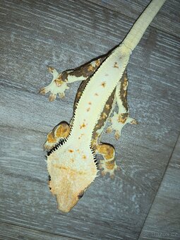 Pagekon řásnatý - 3