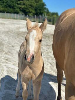 Palomino hřebeček QH - 3