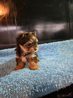 Jorkšírský teriér - 3