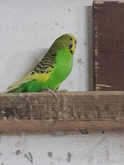 Andulky samičky - 3