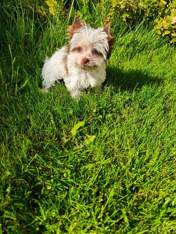 Jorkširský teriér štěňátka - 3