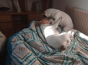 Jack Russell teriér JRT KRYTÍ - 3