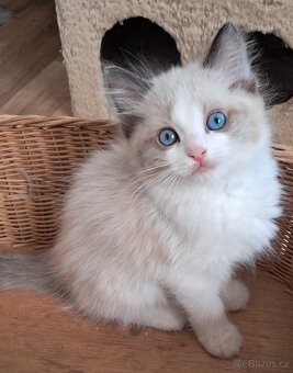 Koťátka ragdoll s PP - 3