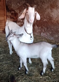 Kozička a kozlík - 3