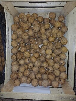 Vlašské ořechy velká jádra - 3