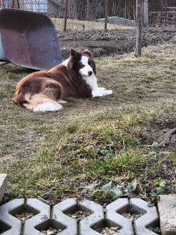 Border kolie ke krytí bez PP - 3