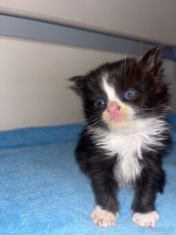 Perská koťátka - 3