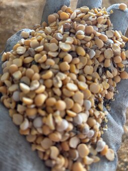 Prodám hrách půlky - 3