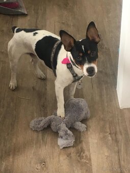 Jack russel teriér ke krytí-bez PP - 3