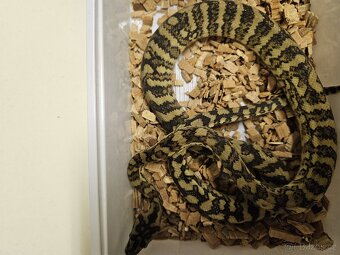 Morelia spilota variegata (ex Harissony) - 3