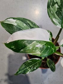 Alocasia, philodendron, syngonium, monstera a další - 3