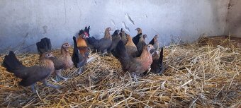 Násadová vejce holandská zakrslá slepice - 3