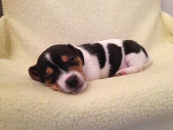 Jack russel teriér - 3