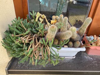 Pokojové rostliny- daruji - 3