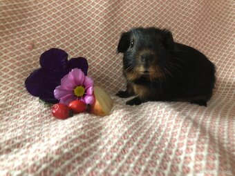 Morče - morčátko - 3