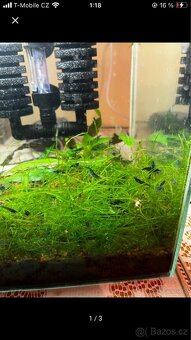 Krevetky Neocaridina (sladkovodní) - 3