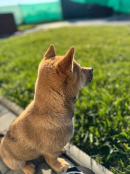 Shiba Inu štěňátko – kluk k odběru od 11. 10. - 3
