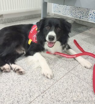 Border Kolie s PP ČMKU/FCI - černobílý pejsek - 3