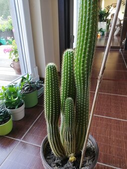 Prodám kaktus - 3