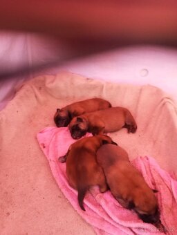 Belgický ovčák malinoas - 3