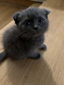 Skotská klapoucha - 3