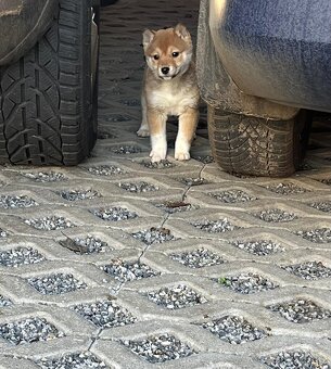 Shiba inu, šiba inu - 3