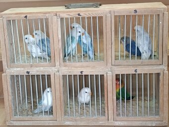 Agapornis fischeri - 3