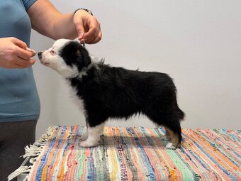 Miniaturní americký ovčák - Cookie - 3