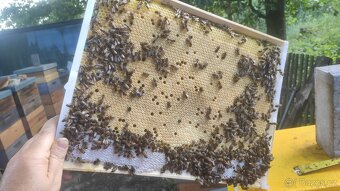 Vyzimovaná včelstva - 3