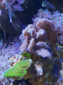 Mořské korály - 3
