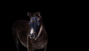 Tříletý hřebec minihorse - 3