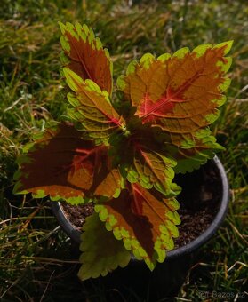 africká kopřiva (Coleus scutellarioides), mladé rostlinky - 3