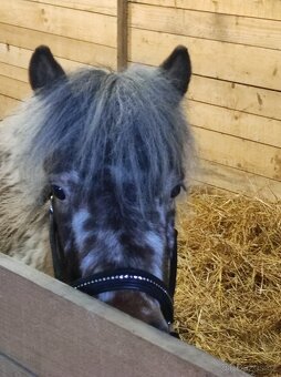 Pony koupím - 3