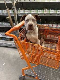 American Bully XL - 4 měsíční štěně s PP - 3
