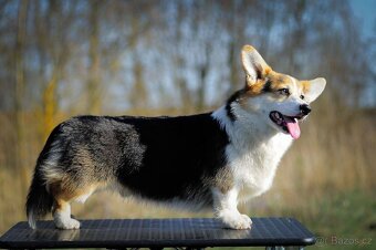 Welsh Corgi Pembroke - 3