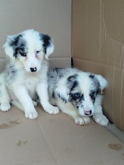 Border kolie. - 3